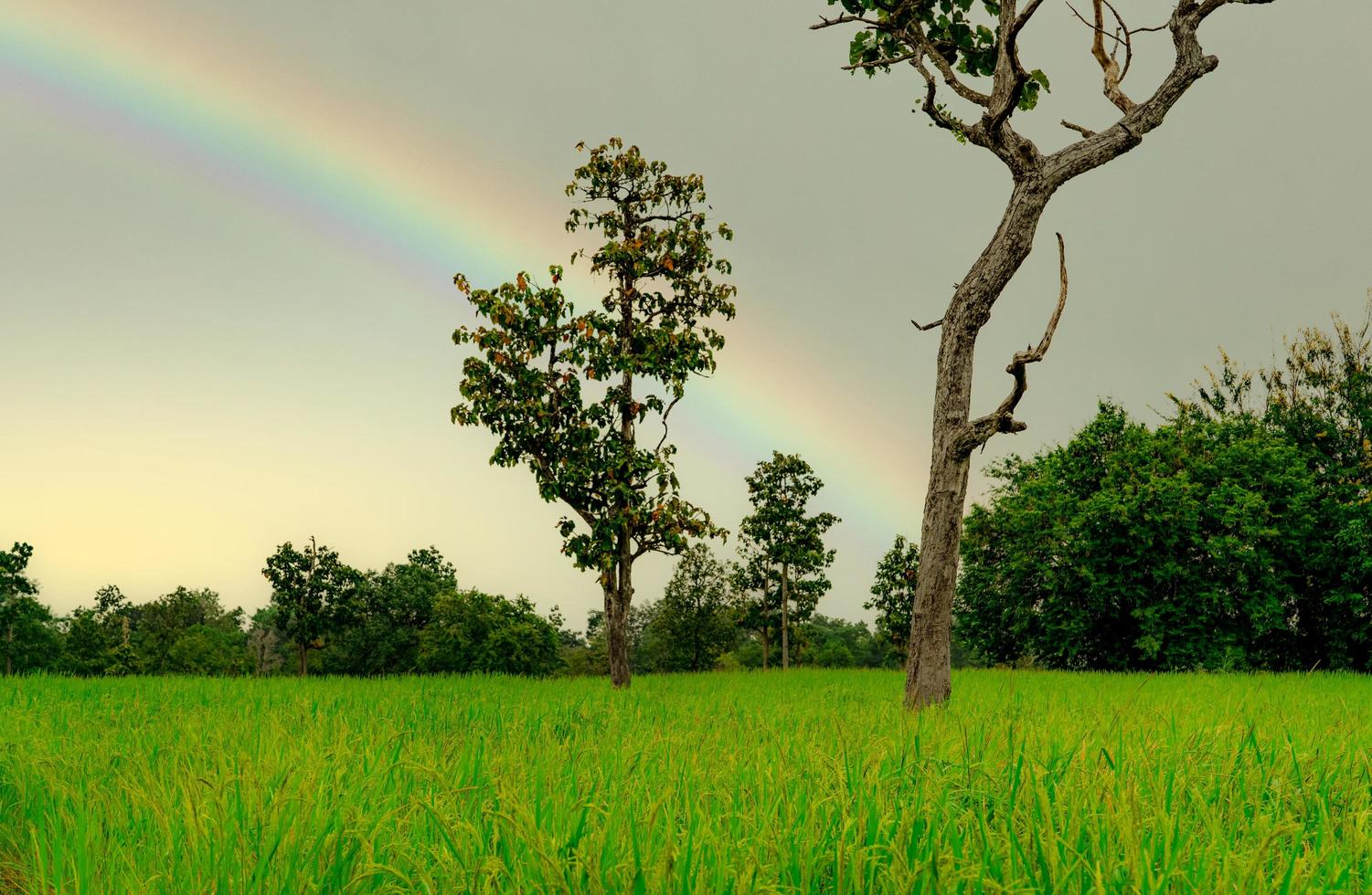 Rice plantation. Green rice paddy field. Rice growing agriculture. Green paddy field. Paddy-sown ricefield cultivation. The landscape of agricultural farm with rainbow on the sky in the rainy season. photo