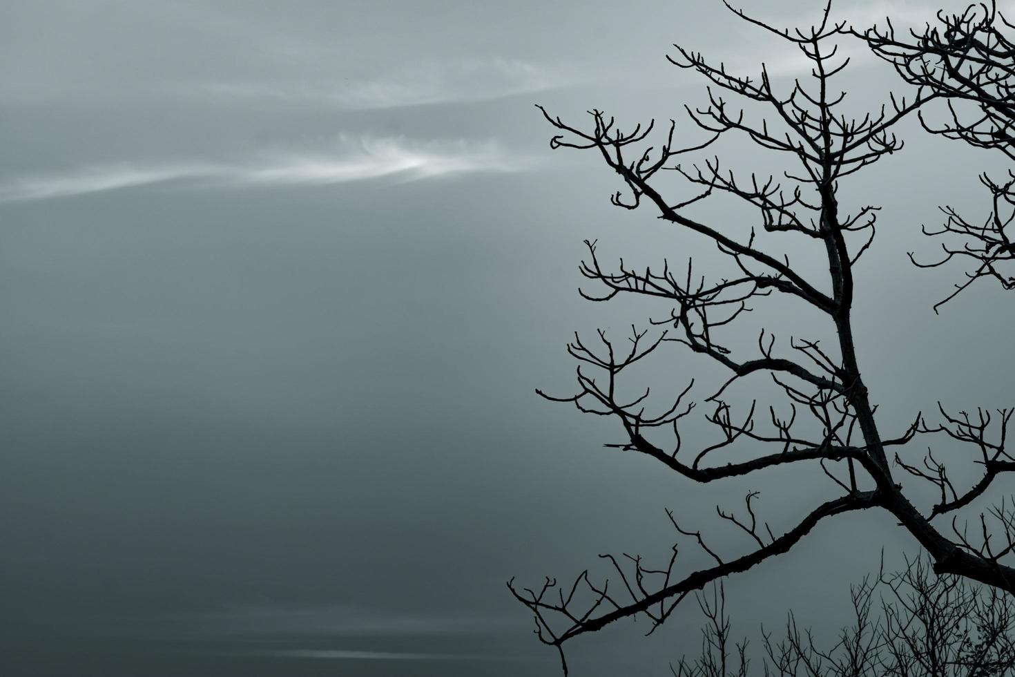 Silhouette dead tree and branch on grey sky background. Black branches of tree. Nature texture background. Art background for sad, dead, lonely, hopeless, and despair. Halloween day background photo