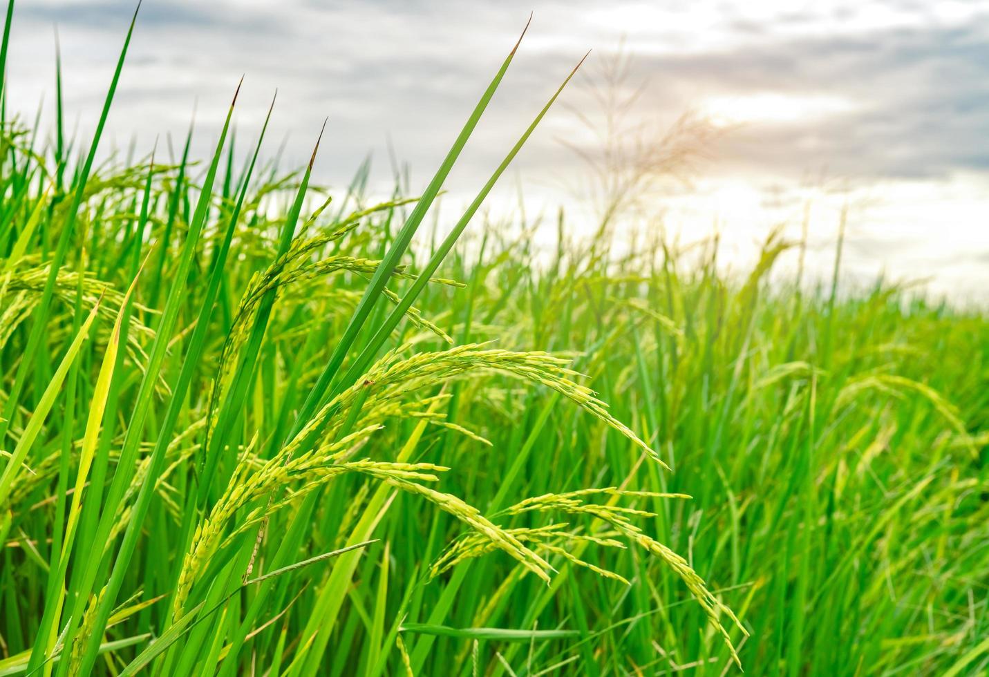 Green rice paddy field. Rice plantation. Organic jasmine rice farm in Asia. Rice growing agriculture. Beautiful nature of farmland. Asian food. Paddy field wait for harvest. Plant cultivation. photo