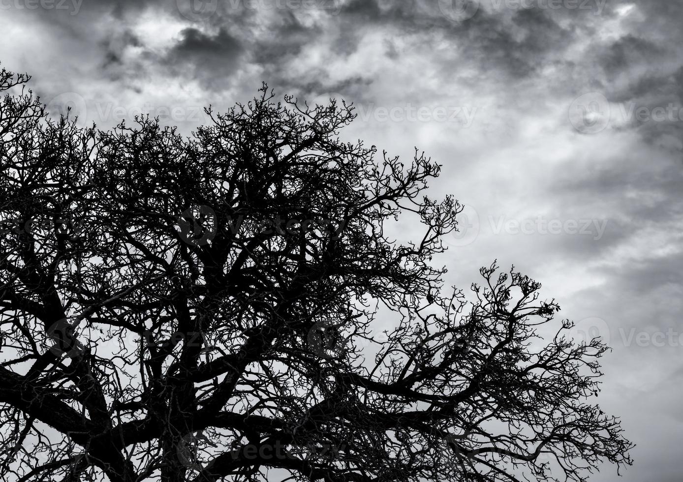 Silhouette dead tree and branch on grey sky background. Black branches of tree. Nature texture background. Art background for sad, dead, lonely, hopeless, and despair. Halloween day background. photo