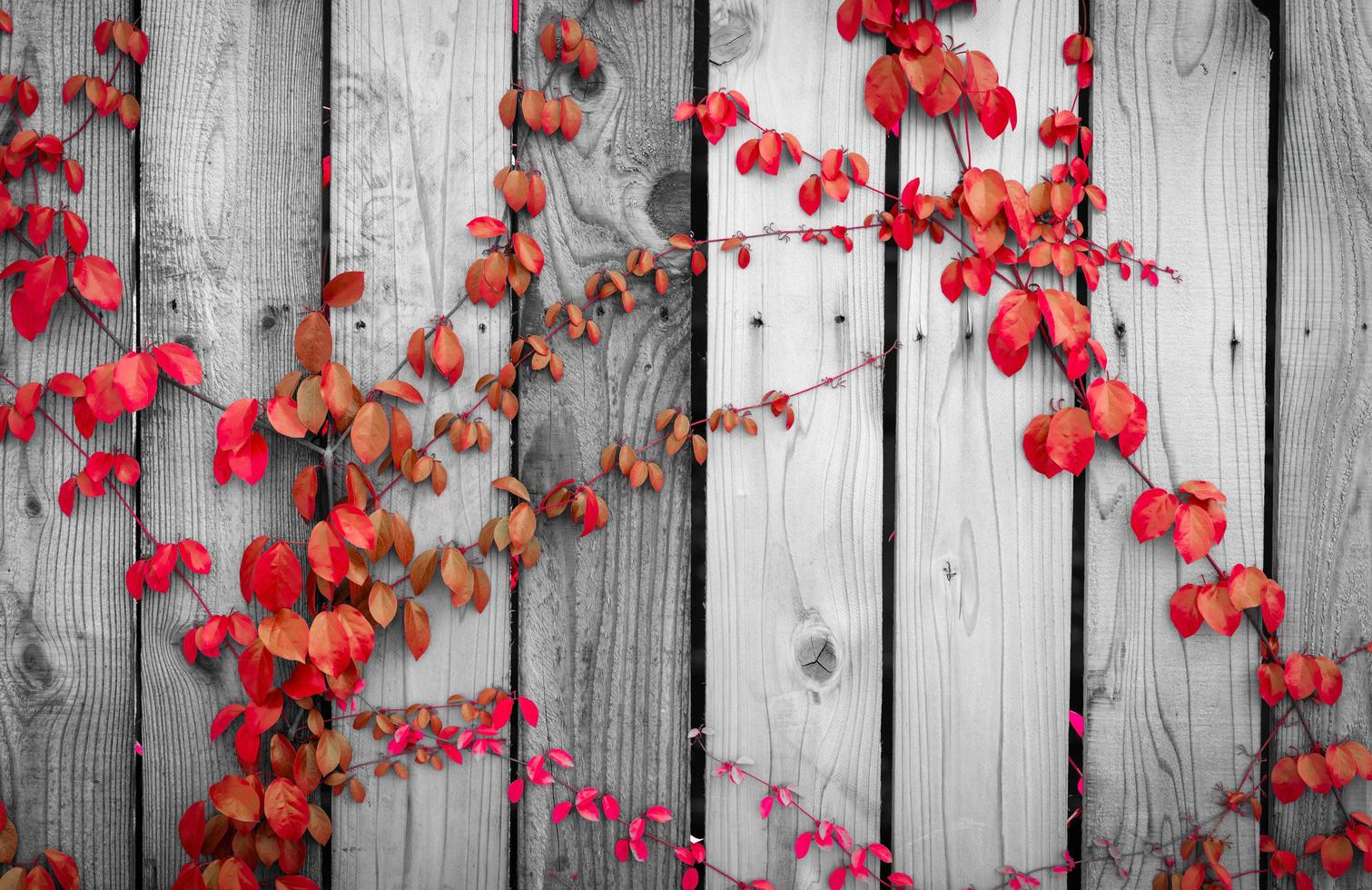 hiedra roja que sube en la cerca de madera. planta enredadera en la pared de madera gris y blanca de la casa. Viticultura de hiedra sobre panel de madera. fondo de la vendimia jardín al aire libre hojas rojas naturales recubiertas de panel de madera. foto