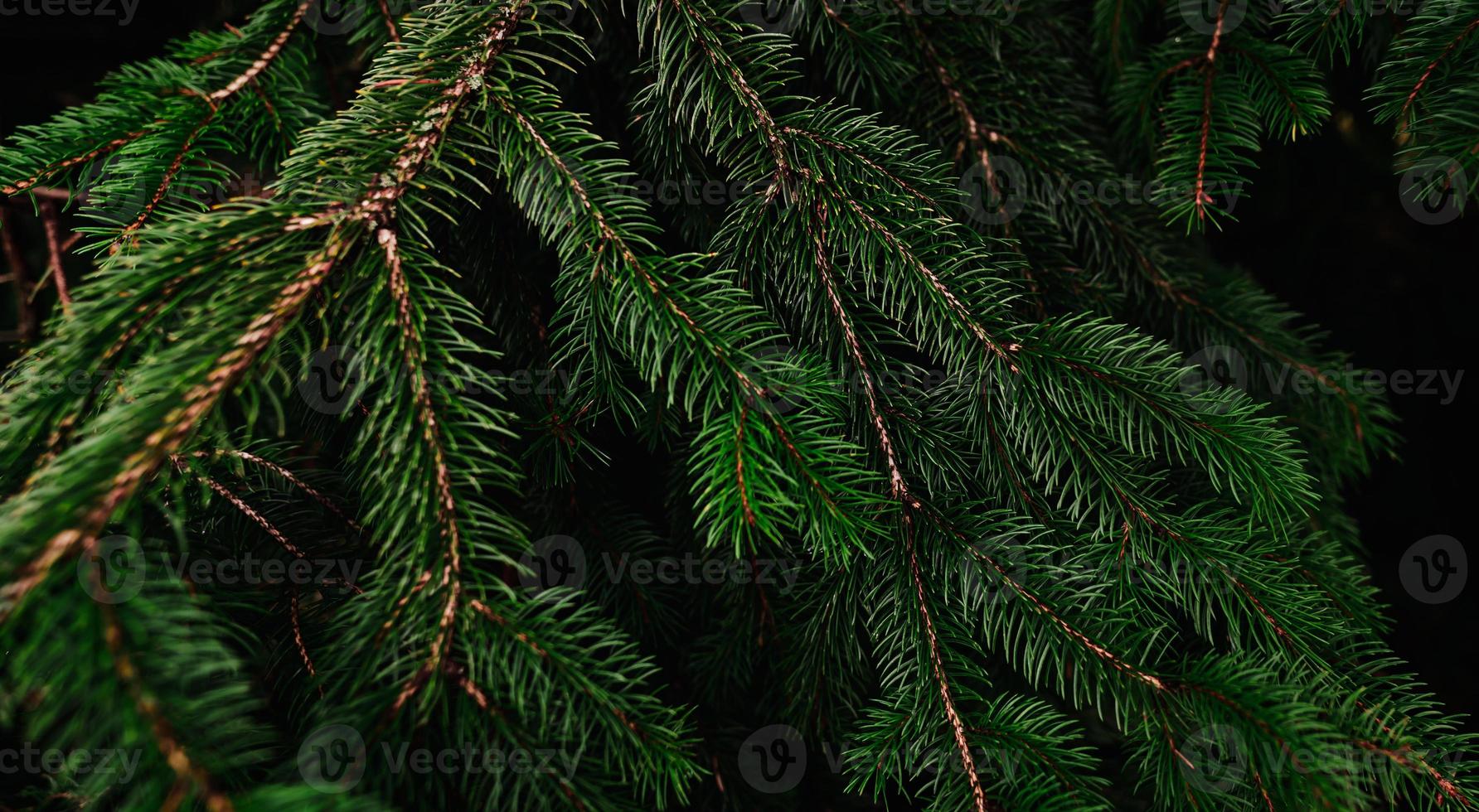 Green pine tree leaves and branches on dark background in the forest. Dark green leaf background. Green needle pine tree. Christmas pine tree wallpaper. Fir tree branch. Beautiful pattern of pine twig photo