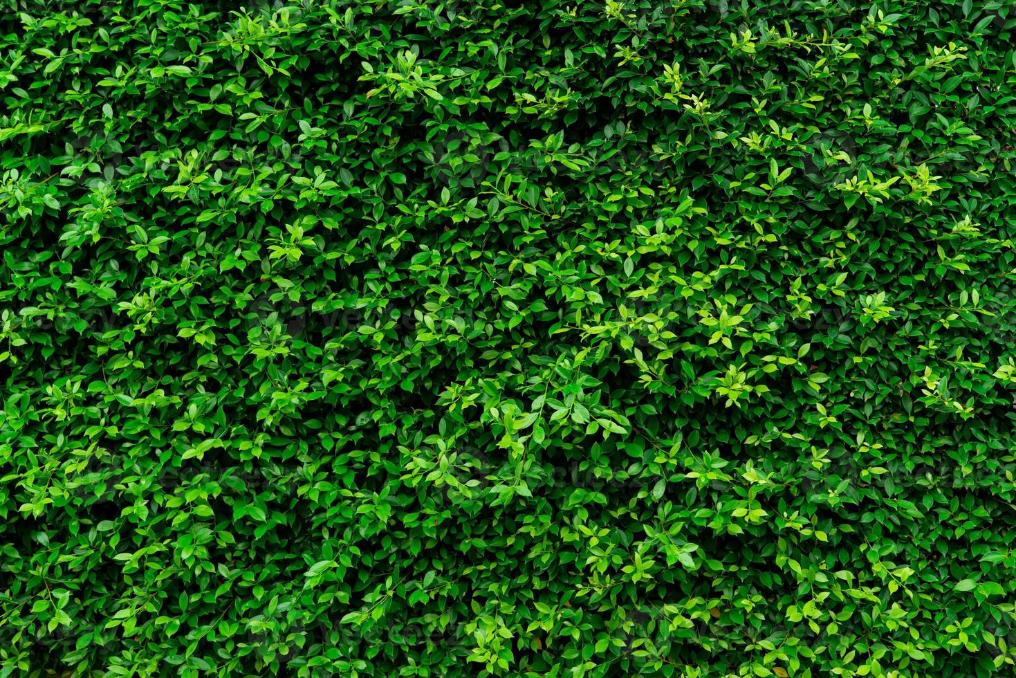 Closeup evergreen hedge plants. Small green leaves in hedge wall texture background. Eco evergreen hedge wall. Ornamental plant in backyard garden. Many leaves reduce dust in air. Natural backdrop. photo