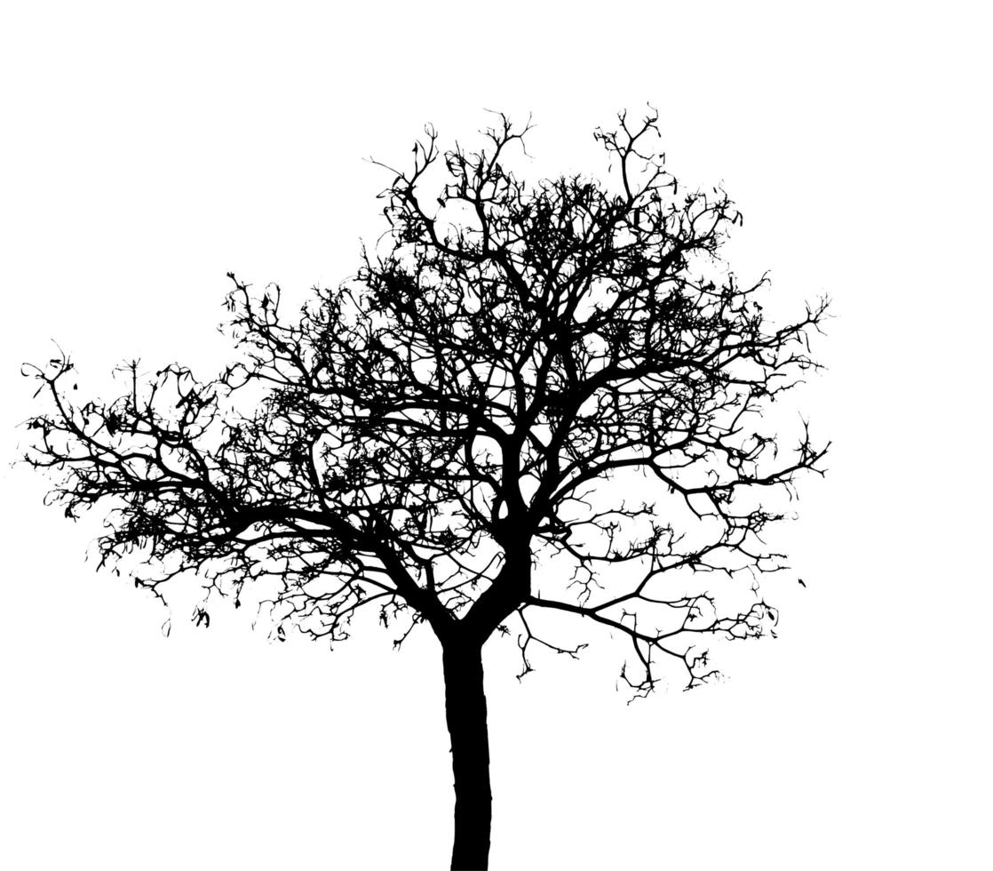 Leafless tree isolated on white background. Silhouette bare tree isolated on white background. photo