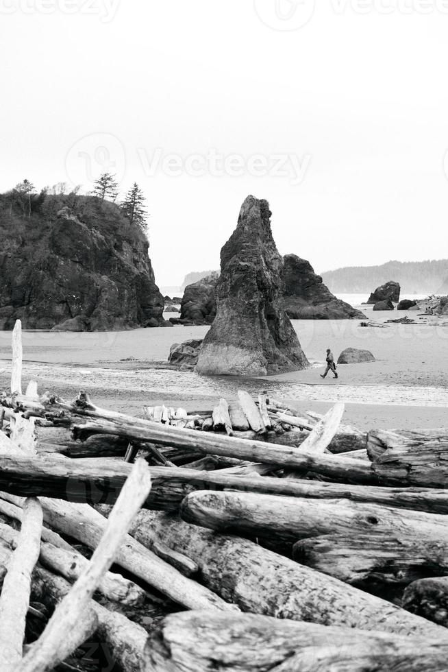 Driftwood on the beach photo