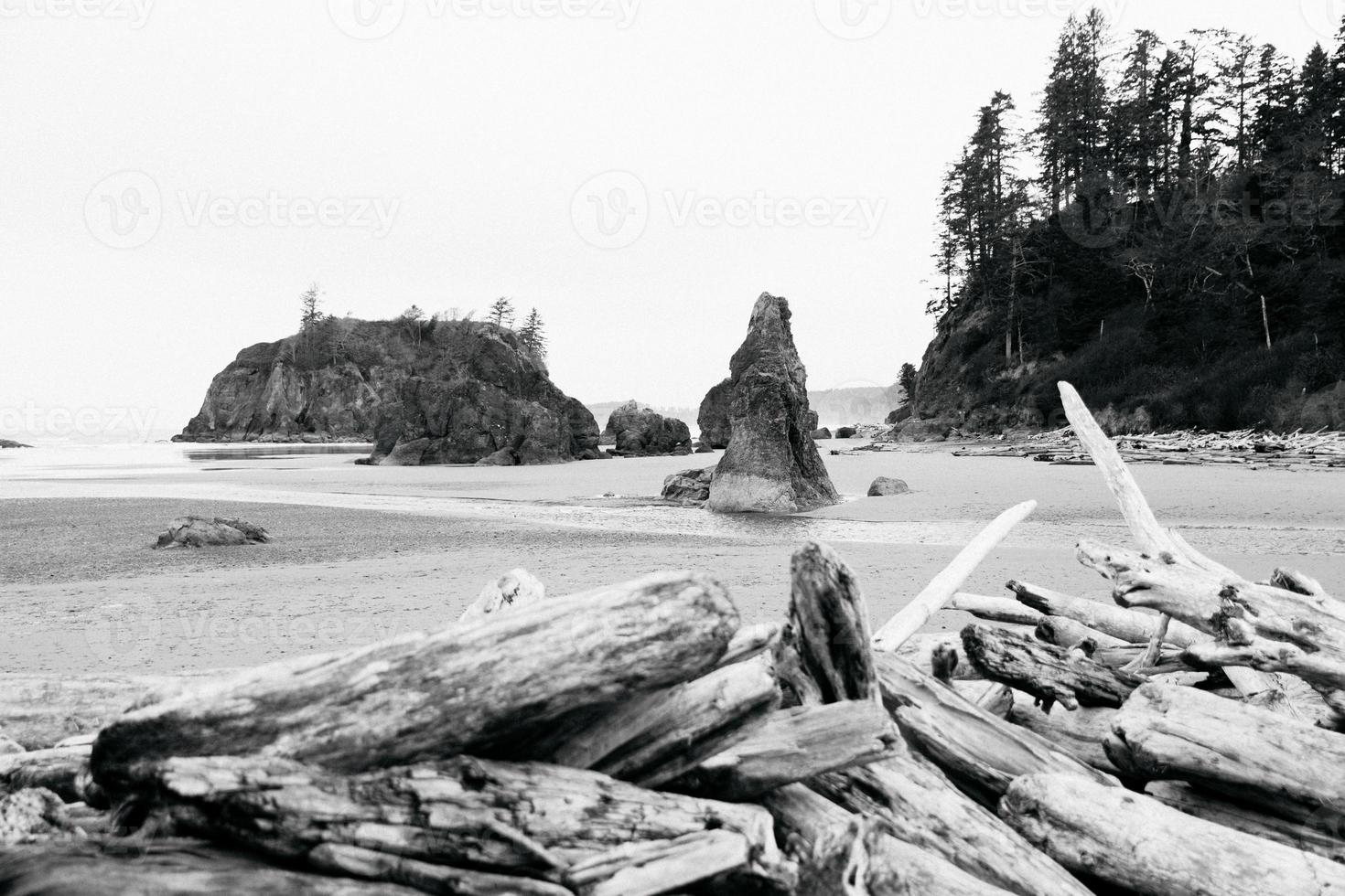 Driftwood on the beach photo