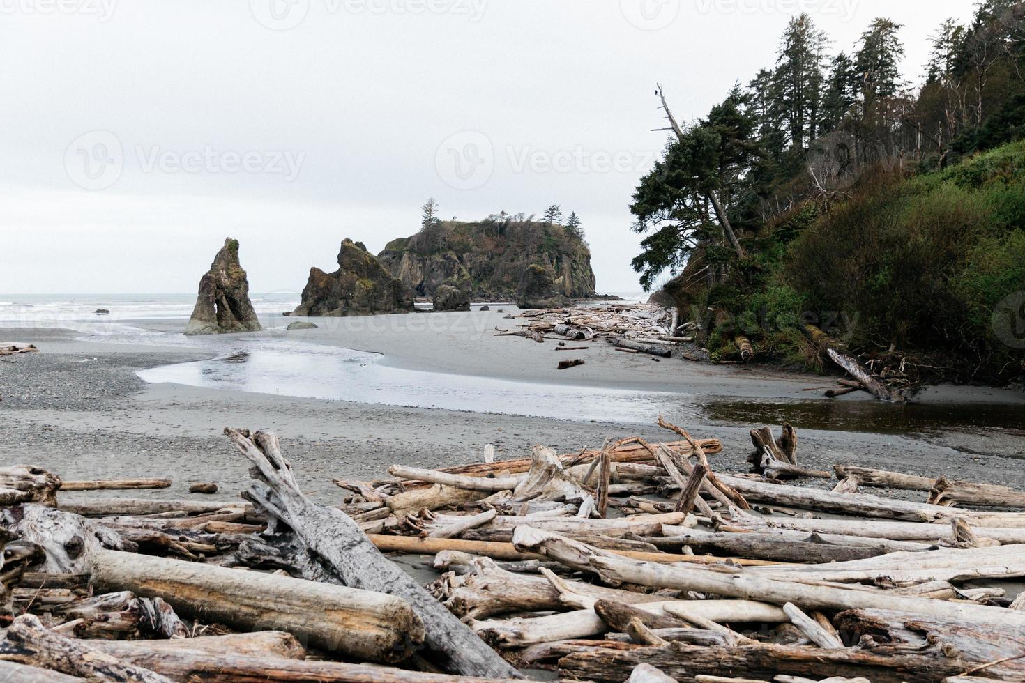 Driftwood on the beach photo