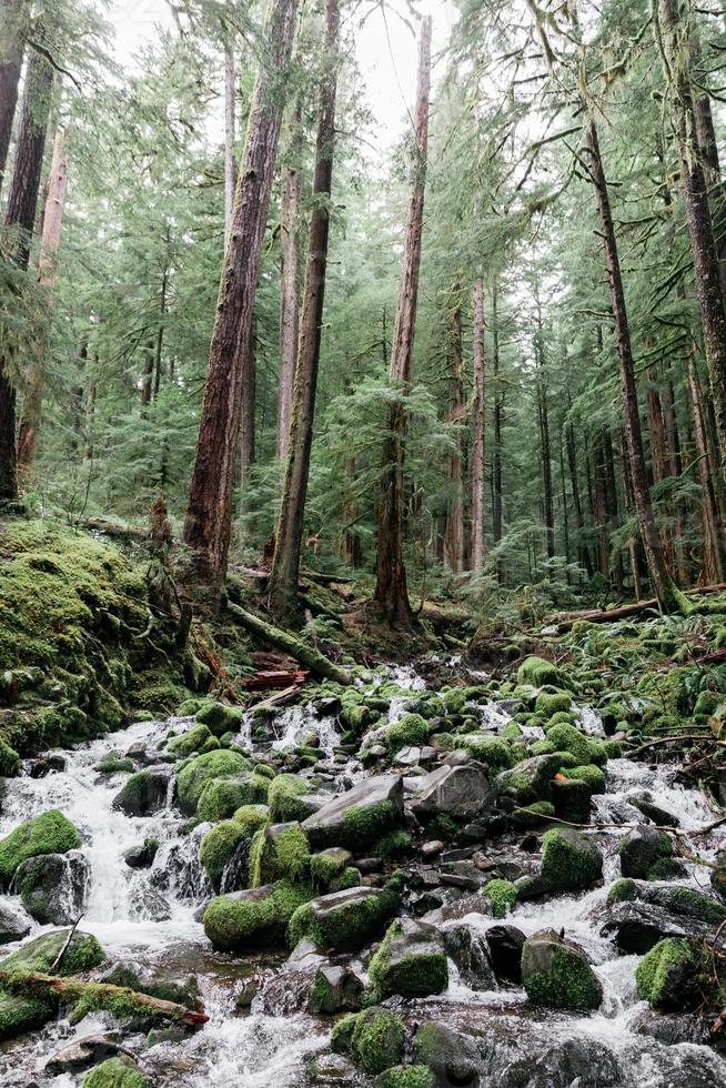 Stream in the forest photo