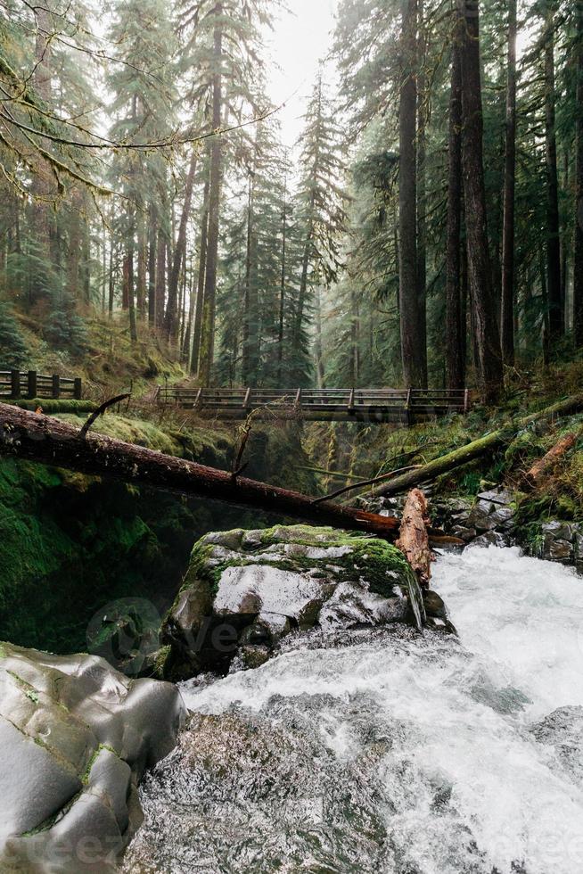 Stream in the forest photo