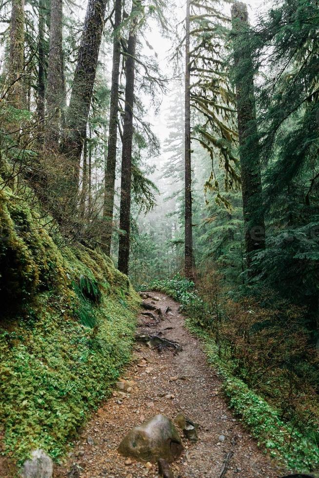 Path in the forest photo