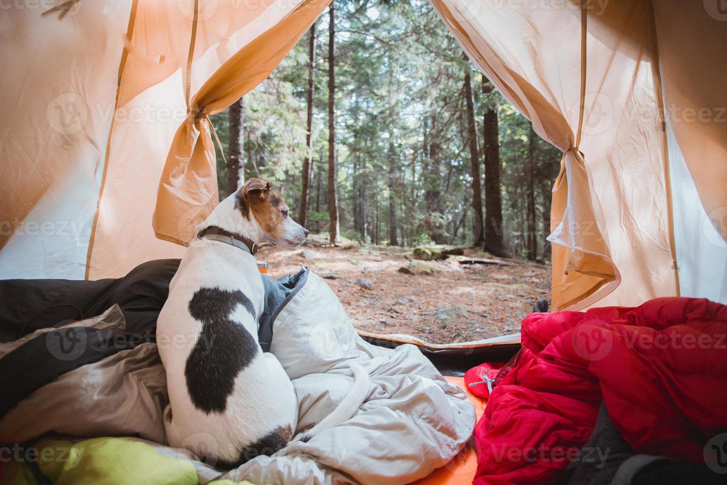 Dog in tent photo