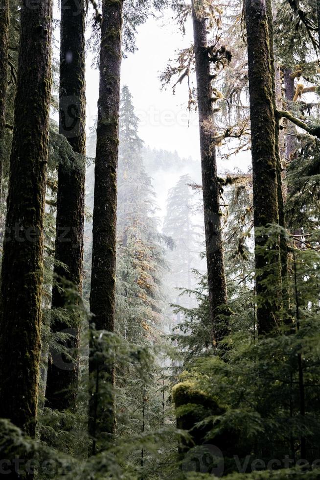 Trees in the forest photo