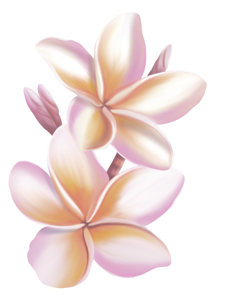 Plumeria, Frangipani, Temple tree, Graveyard Tree,  digital hand drawing and painting. Isolate image. png