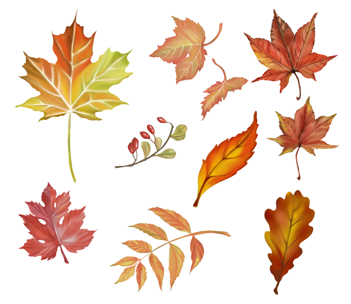Set of Autumn and fall collection, maple and wild leaves in Autumn color. Digital hand draw and paint, white background. png
