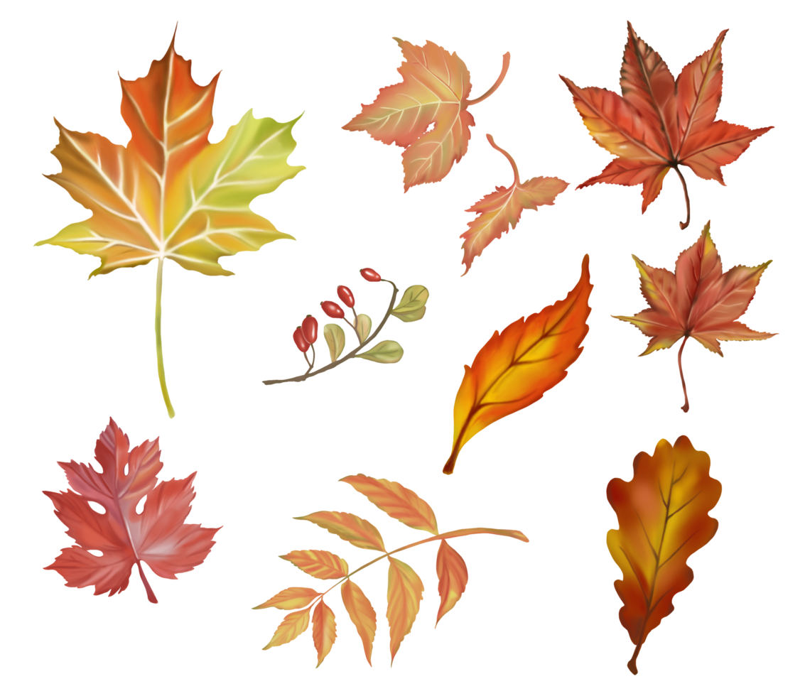 Set of Autumn and fall collection, maple and wild leaves in Autumn color. Digital hand draw and paint, white background. png