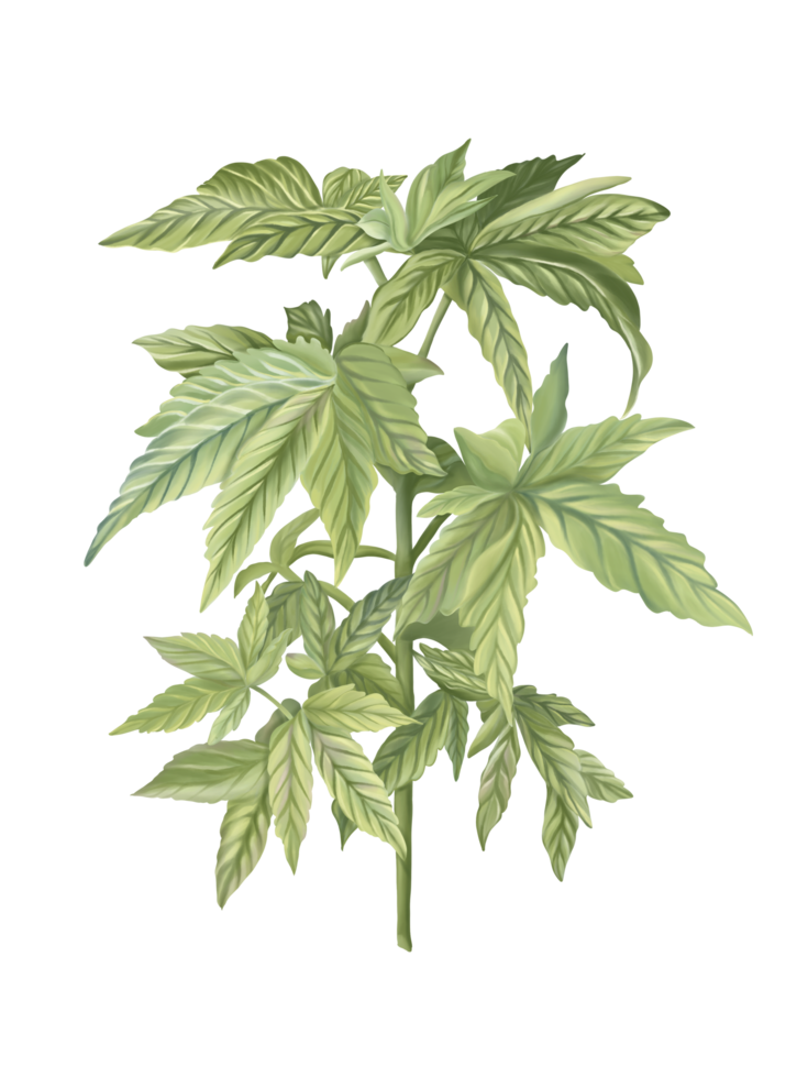 un albero di cannabis o marijaunas, pennelli ad acquerello, disegnato e dipinto a mano digitale. isolare l'immagine. png