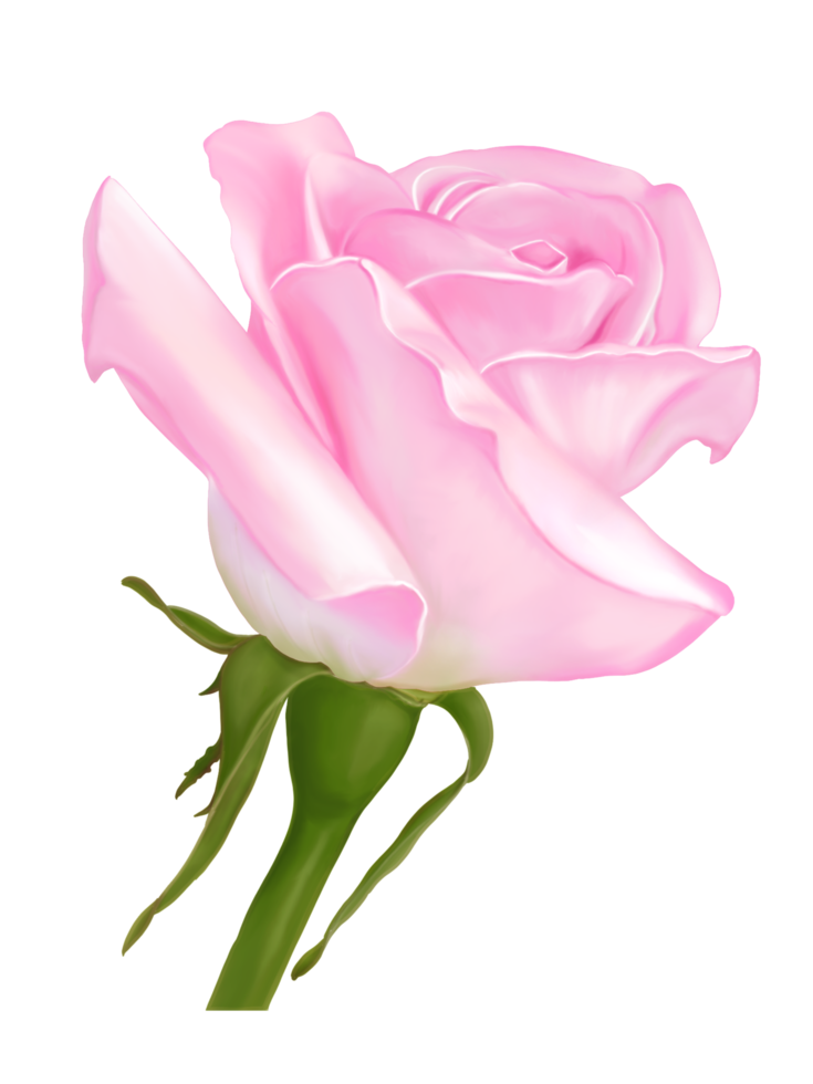 Digital hand drawn and painted close up bloom beautiful rose flower with water color, isolate white background image. png