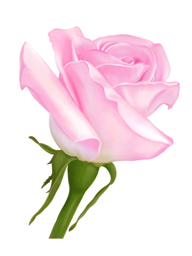 digitale hand getekend en geschilderd close-up bloei mooie roze bloem met water kleur, isoleren witte achtergrondafbeelding. png