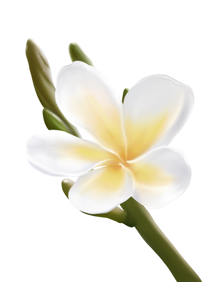 plumeria, frangipani, árvore do templo, árvore do cemitério, desenho e pintura à mão digital. isolar a imagem. png