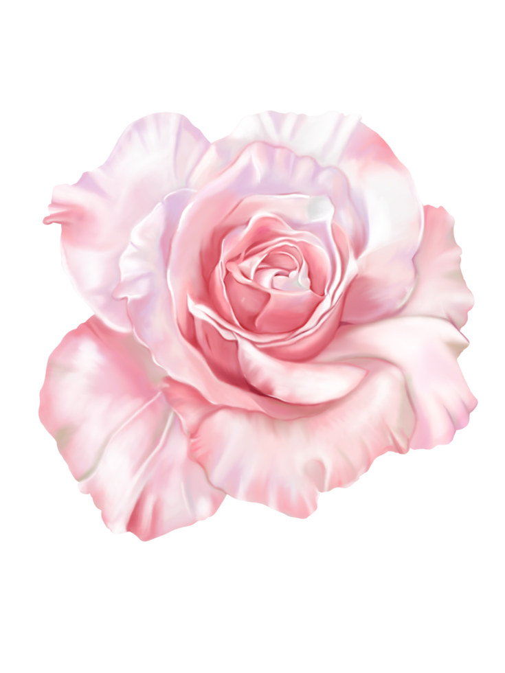 digitale handgezeichnete und gemalte Nahaufnahme schöne Rosenblüte mit Wasserfarbe, isoliertes weißes Hintergrundbild. png