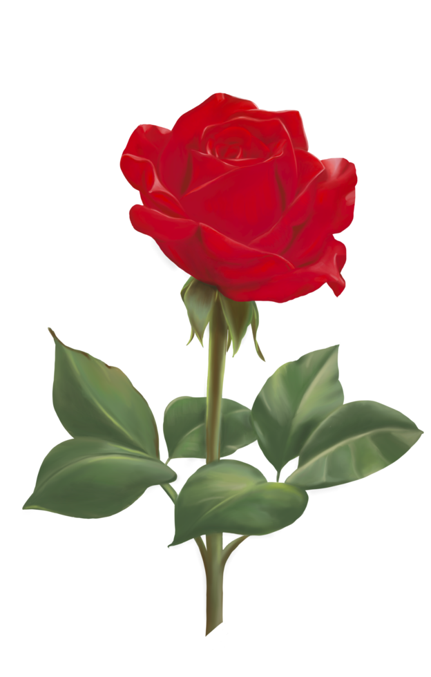 una flor de rosa roja con hojas de color verde oscuro. dibujo y pintura a mano, imagen aislada. png