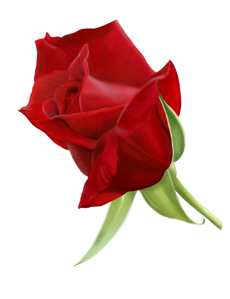A dark red rose, digital hand draw and paint, isolate image. png