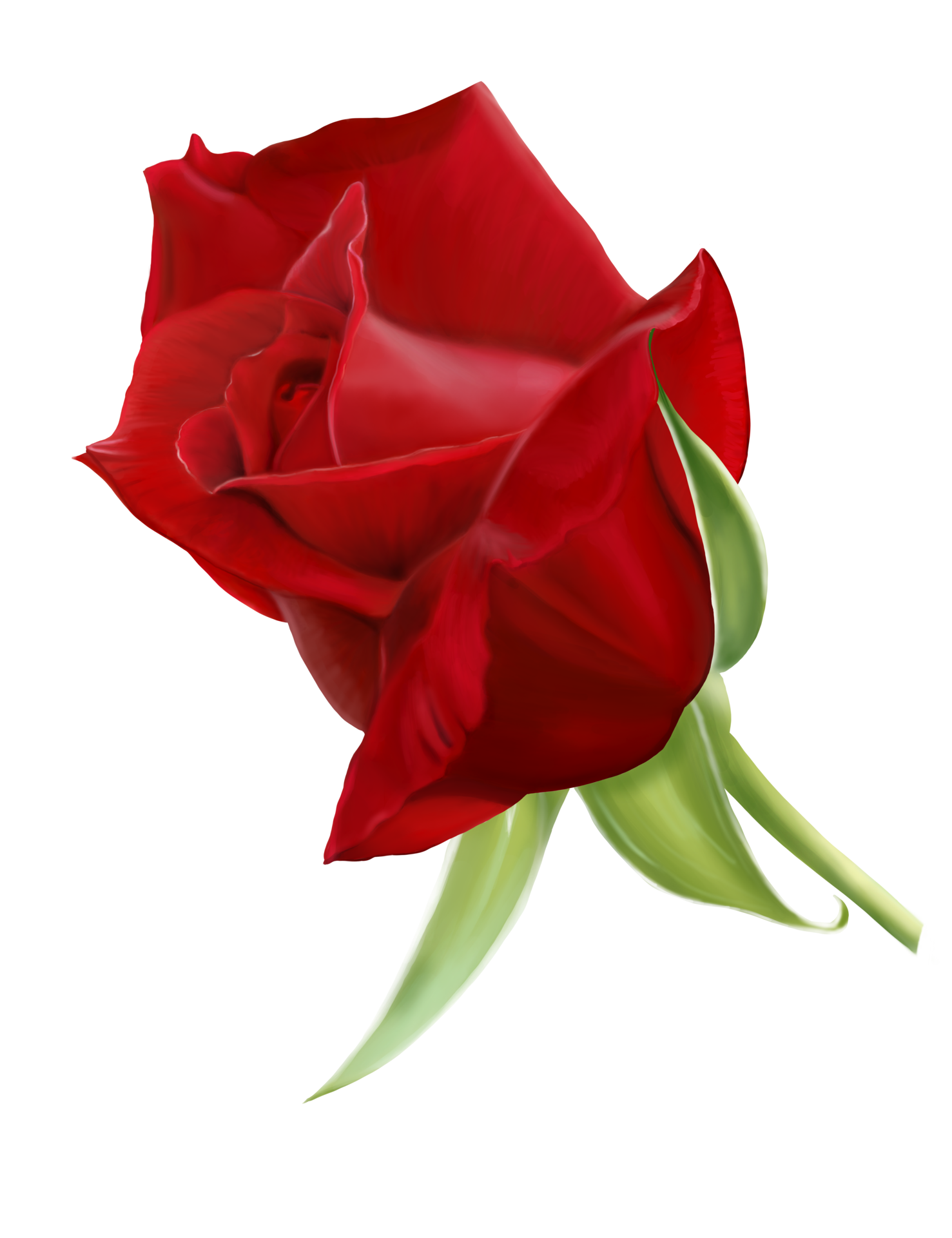 Red Rose Images Free Infoupdate org Red Rose Images Free Infoupdate org