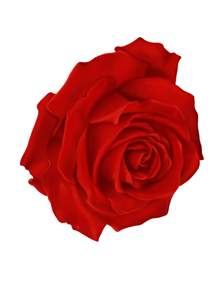 dibujado a mano digital y pintado de cerca flor hermosa flor de rosa con color de agua, aislar la imagen de fondo blanco. png