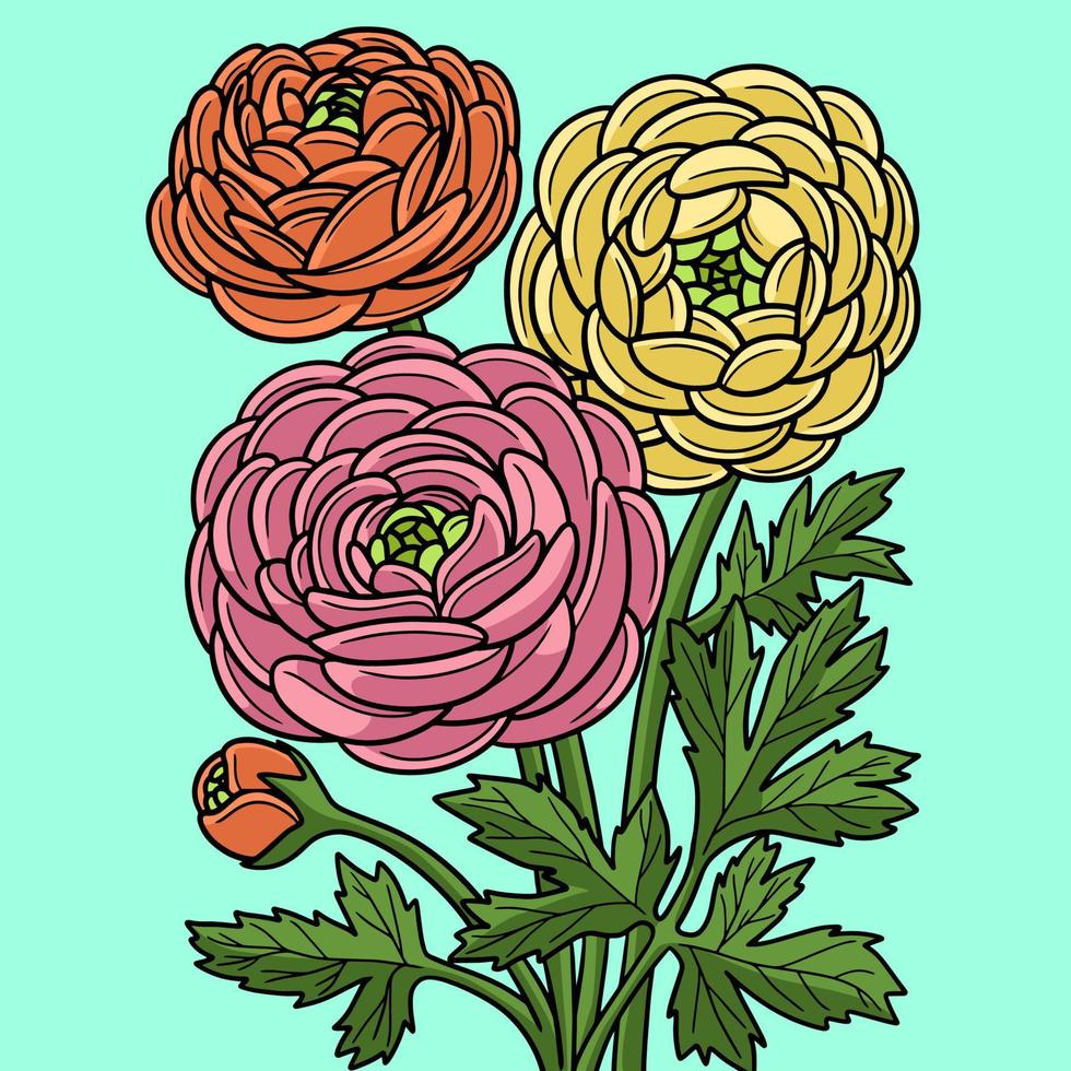 ilustración de dibujos animados de color de flor de ranunculus vector