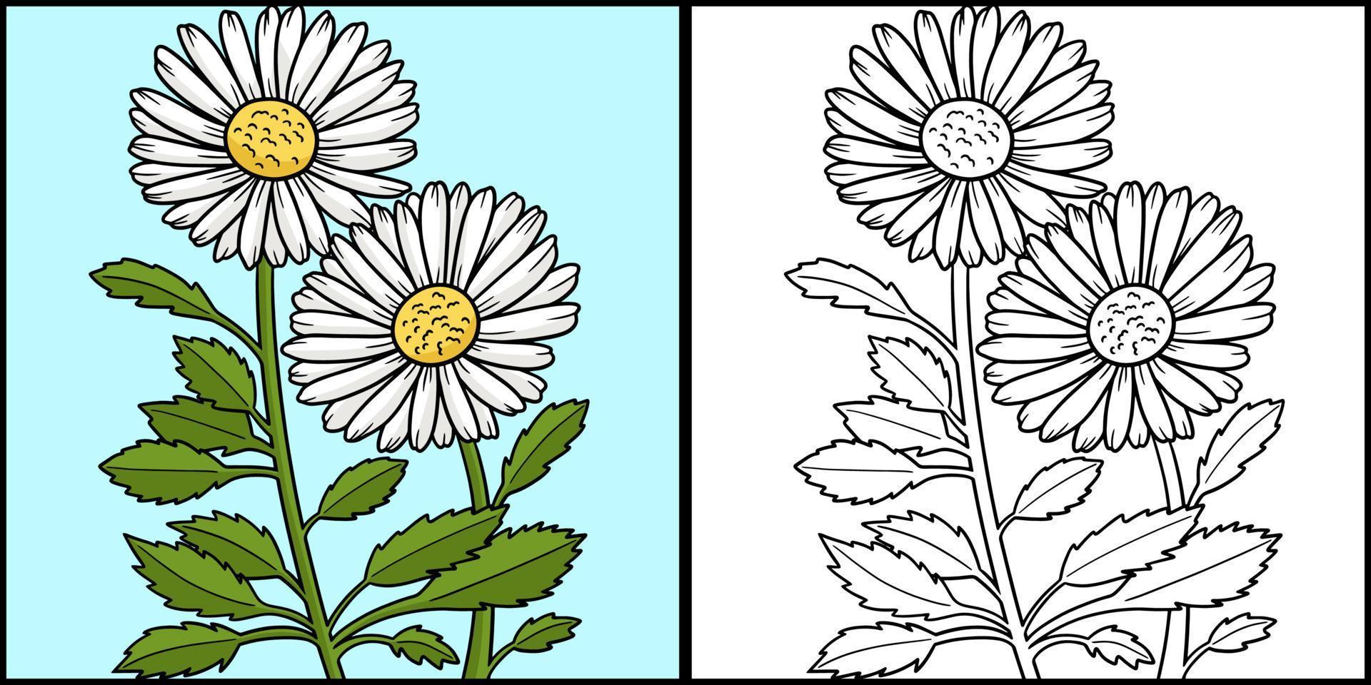 ilustración coloreada de la flor de la margarita del leucanthemum vector