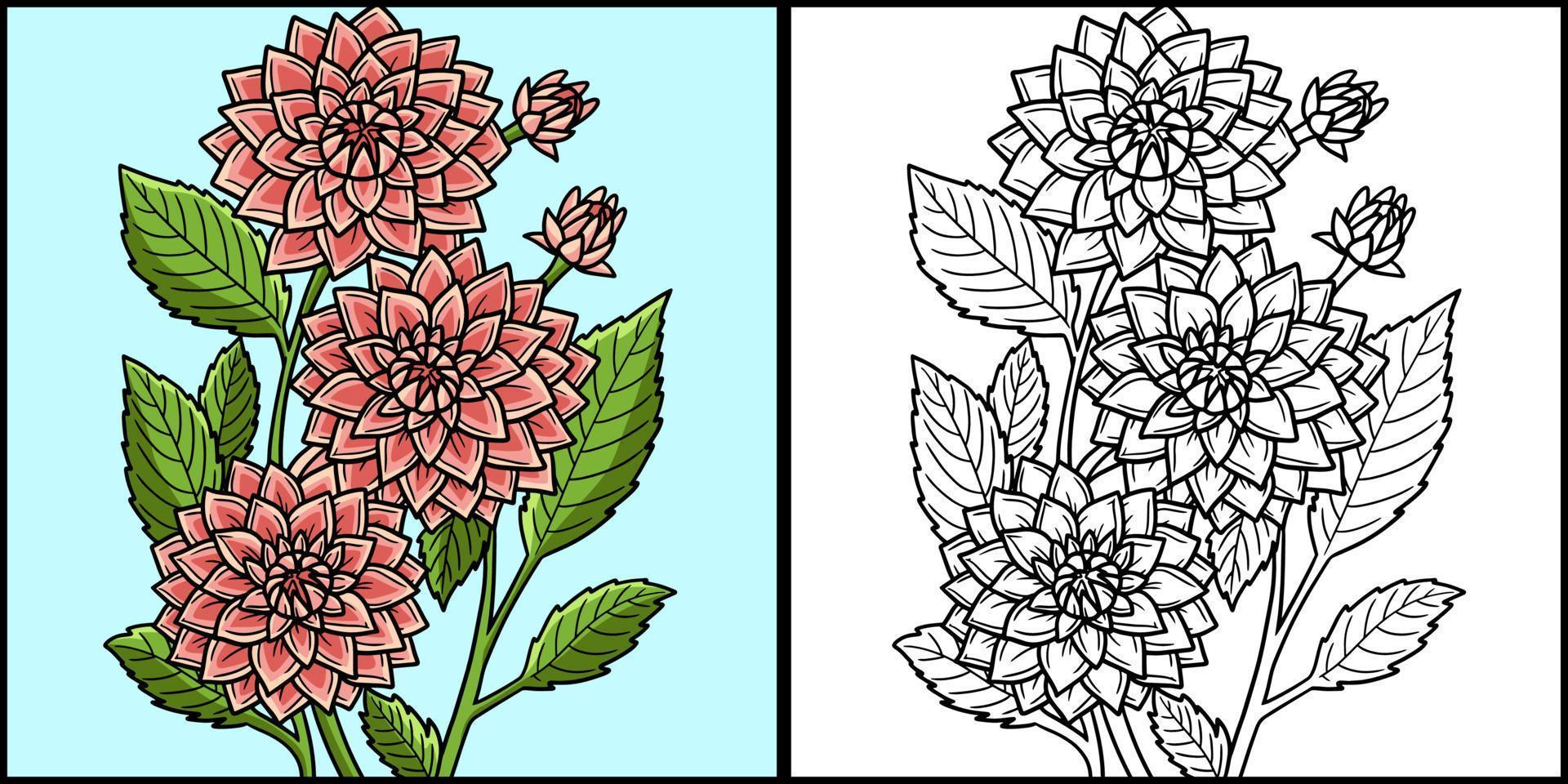 Dahlia Flower Coloring Page Colored Illustration vector