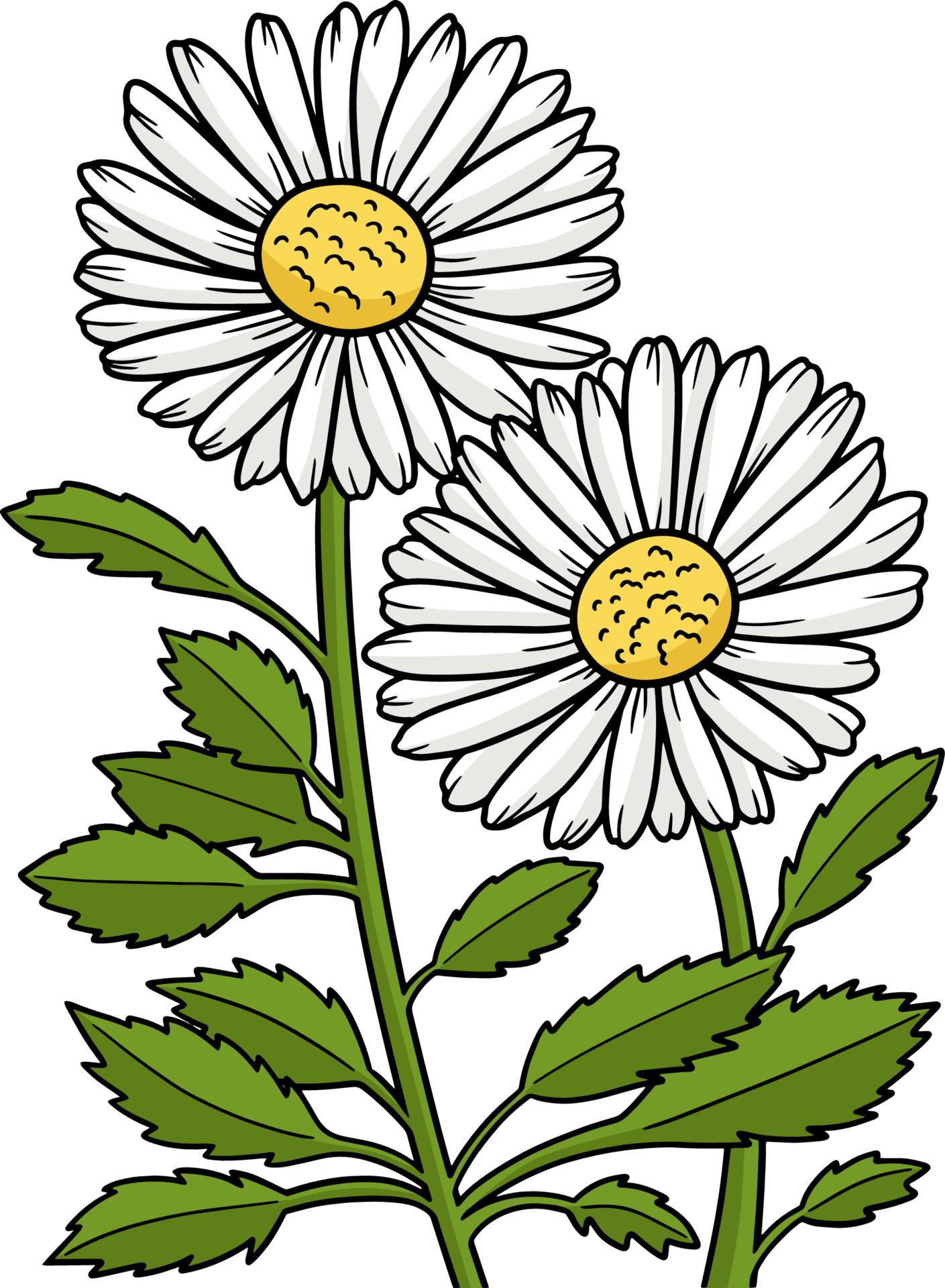 Leucanthemum Daisy Flower Cartoon Clipart 8822726 Vector Art at Vecteezy Leucanthemum Daisy Flower Cartoon Clipart 8822726 Vector Art at Vecteezy