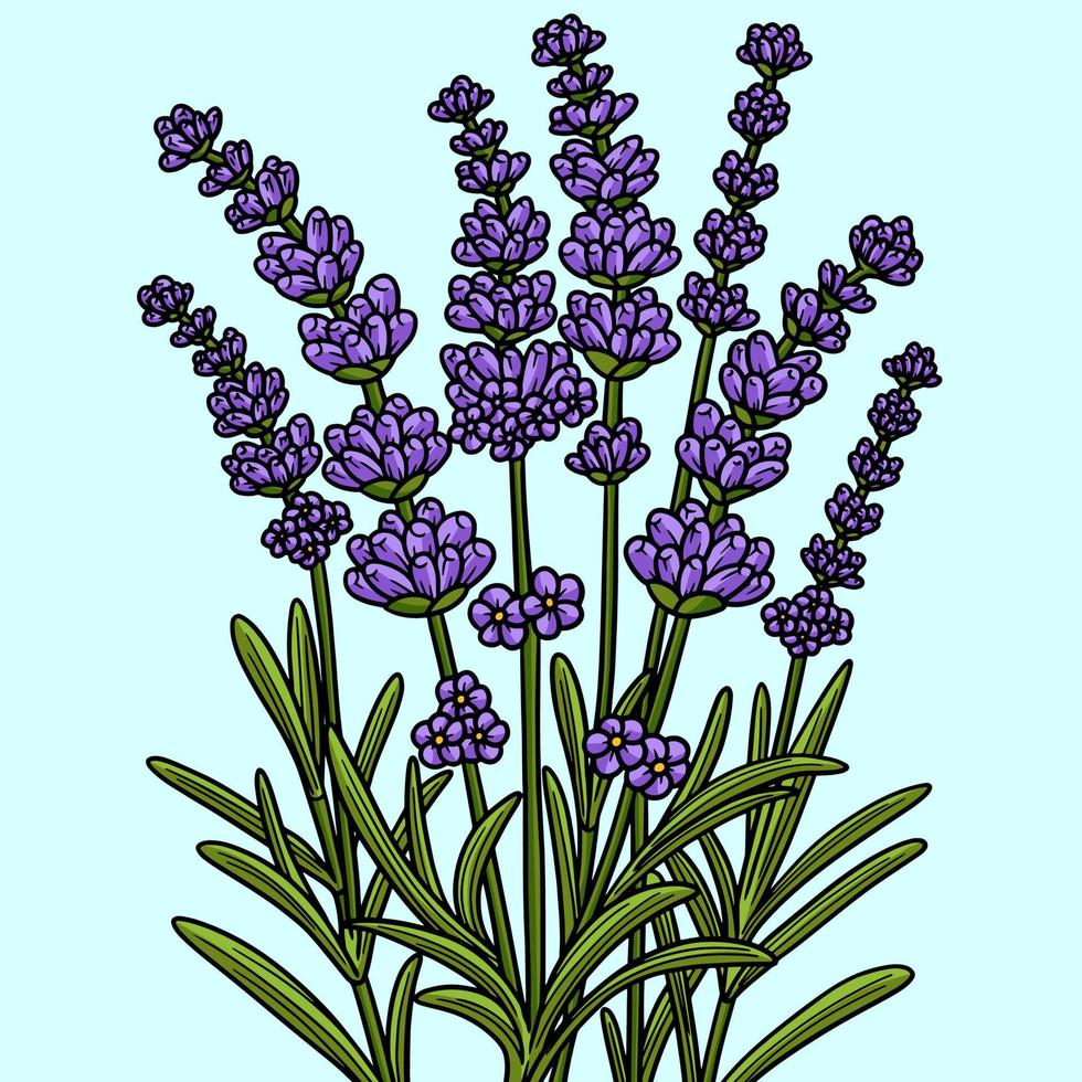 Lavender Flower Colored Cartoon Illustration vector