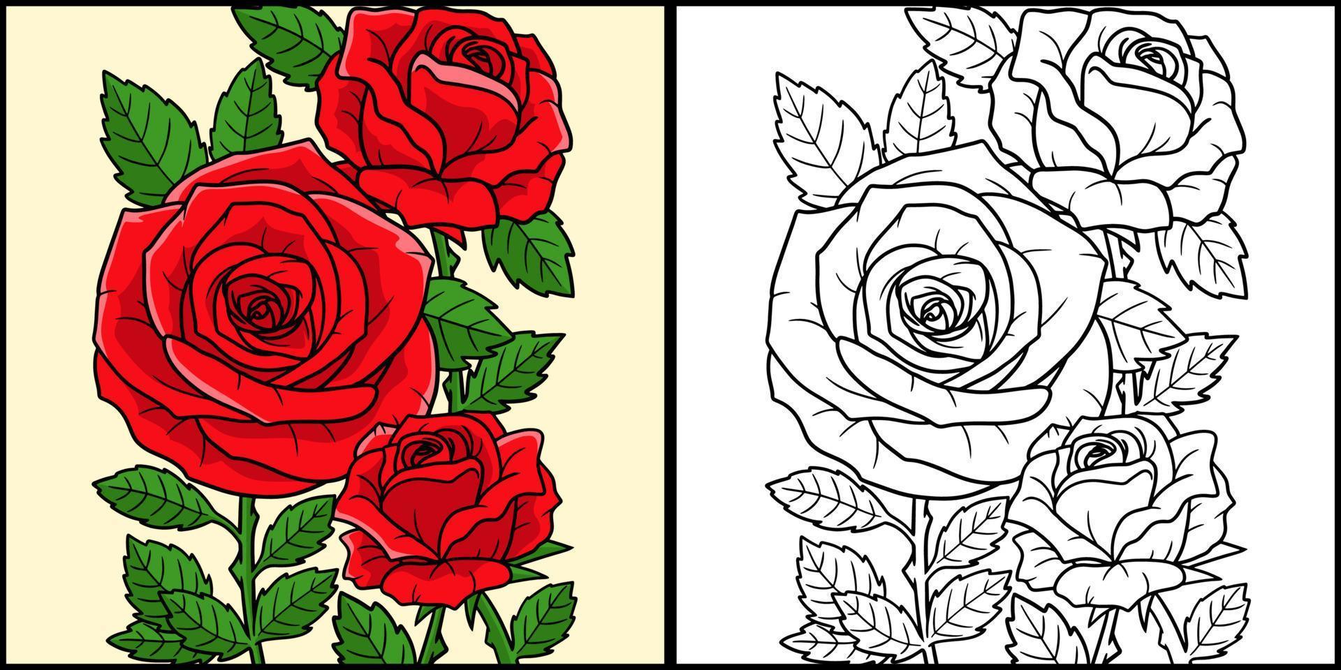 Rose Flower Coloring Page Colored Illustration vector