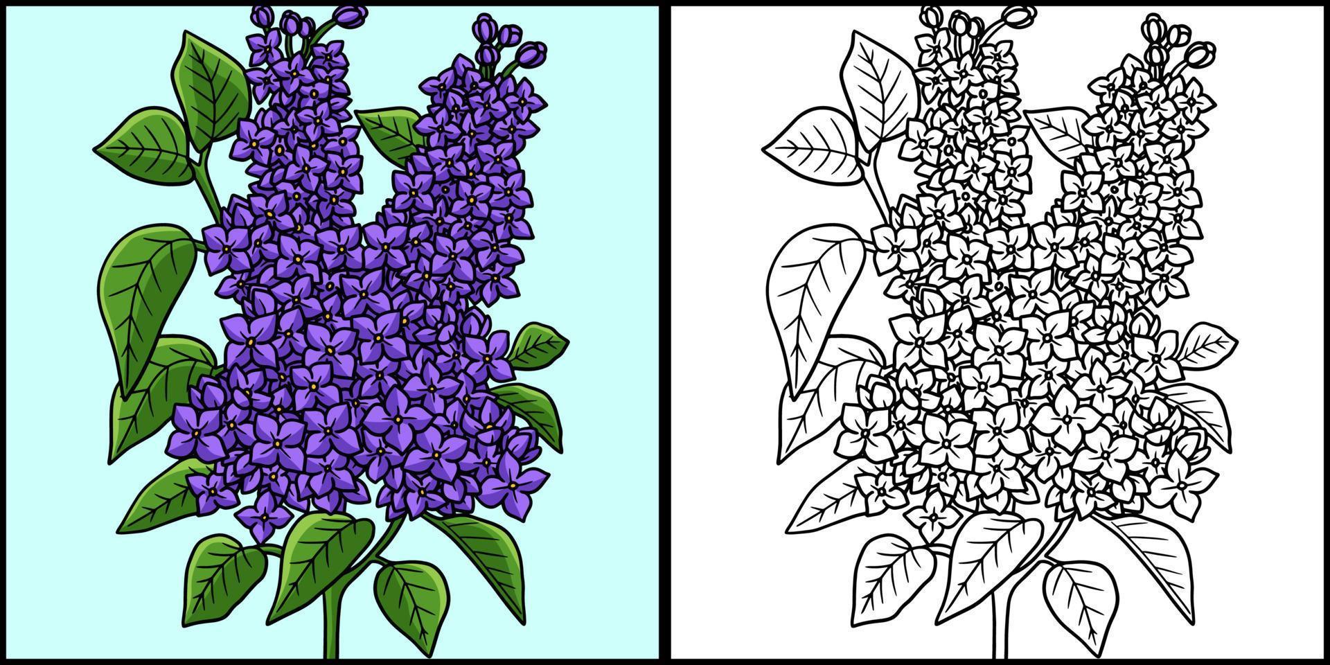 Lilac Flower Coloring Page Colored Illustration vector
