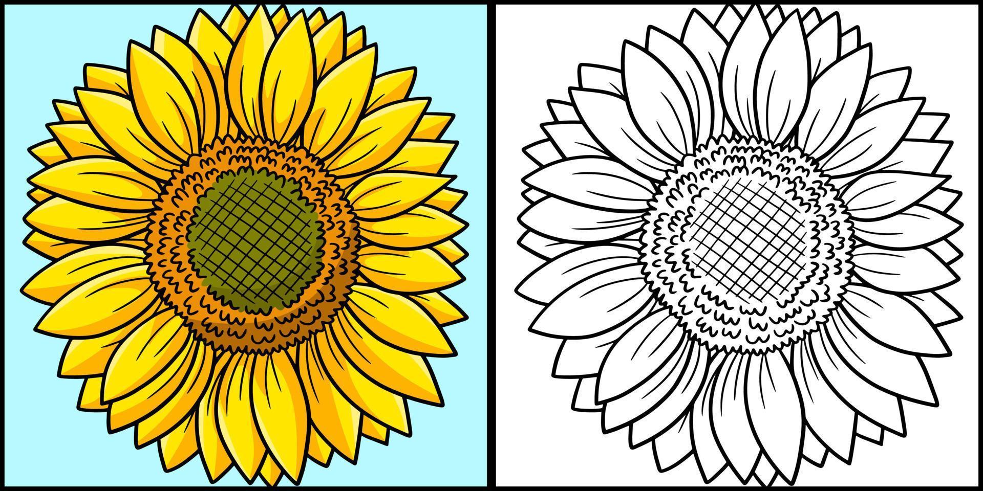 Sunflower Coloring Page Colored Illustration vector