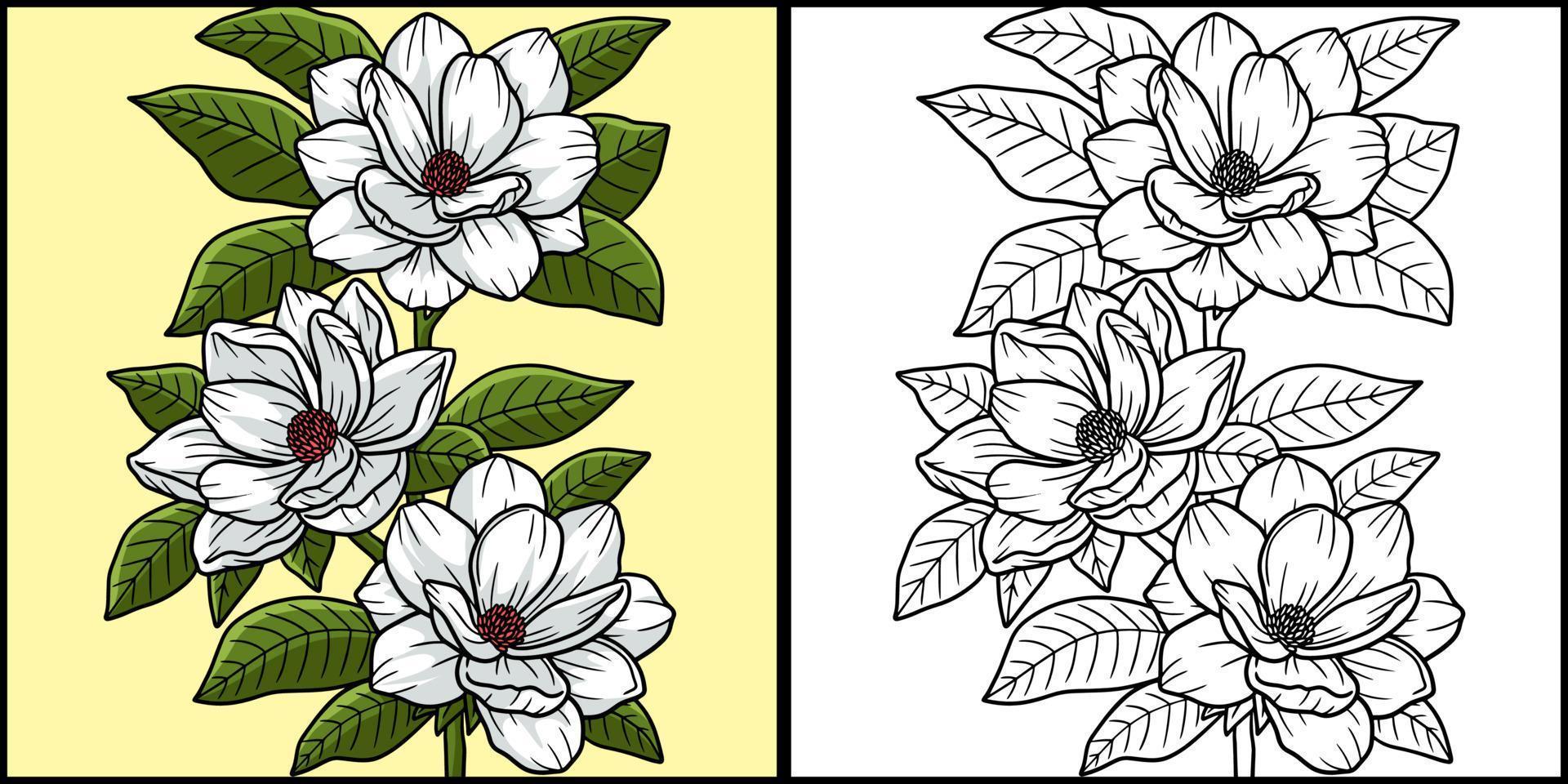 Magnolia Flower Coloring Page Colored Illustration vector