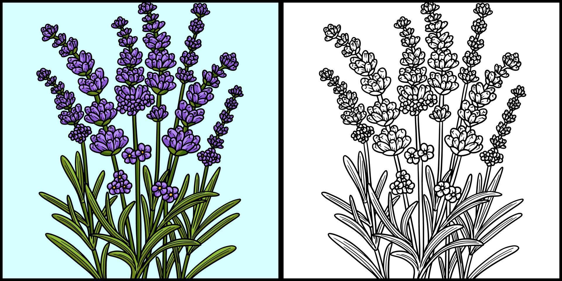 Lavender Flower Coloring Page Colored Illustration vector