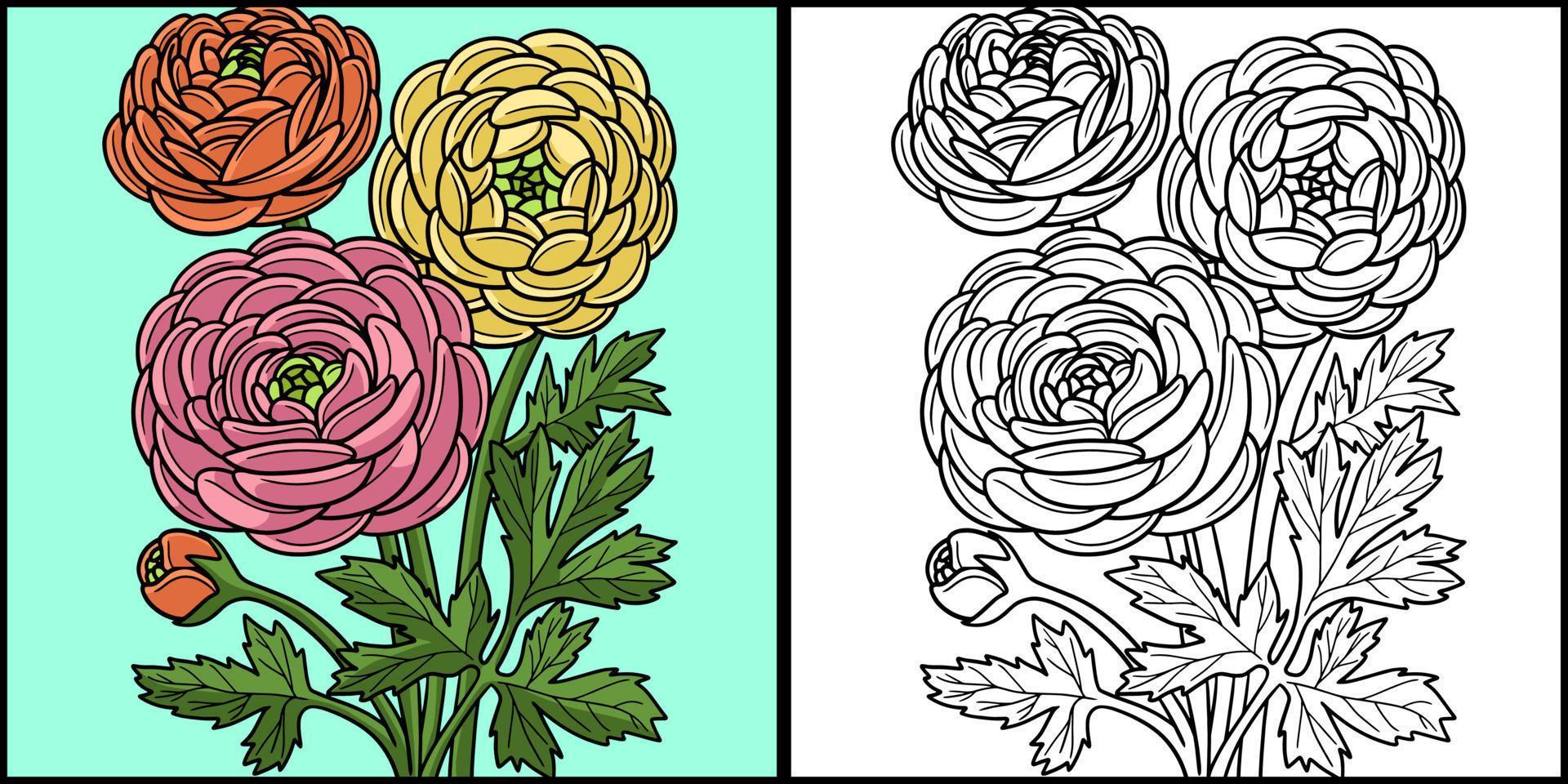 Ranunculus Flower Coloring Colored Illustration vector