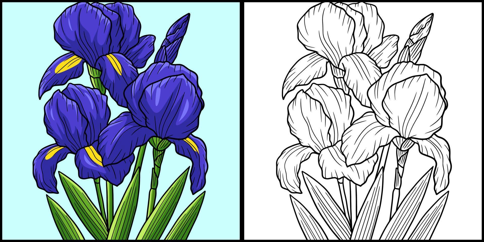 Irises Flower Coloring Page Colored Illustration vector