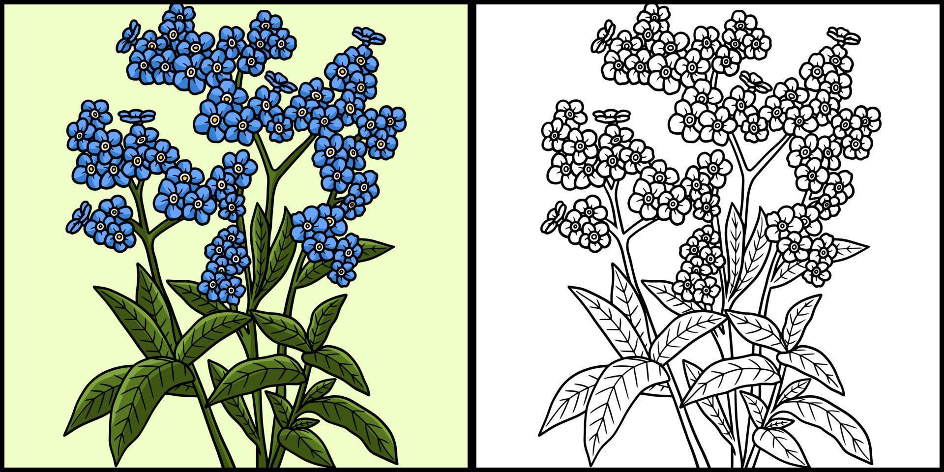 Forget Me Not Flower Coloring Colored Illustration vector