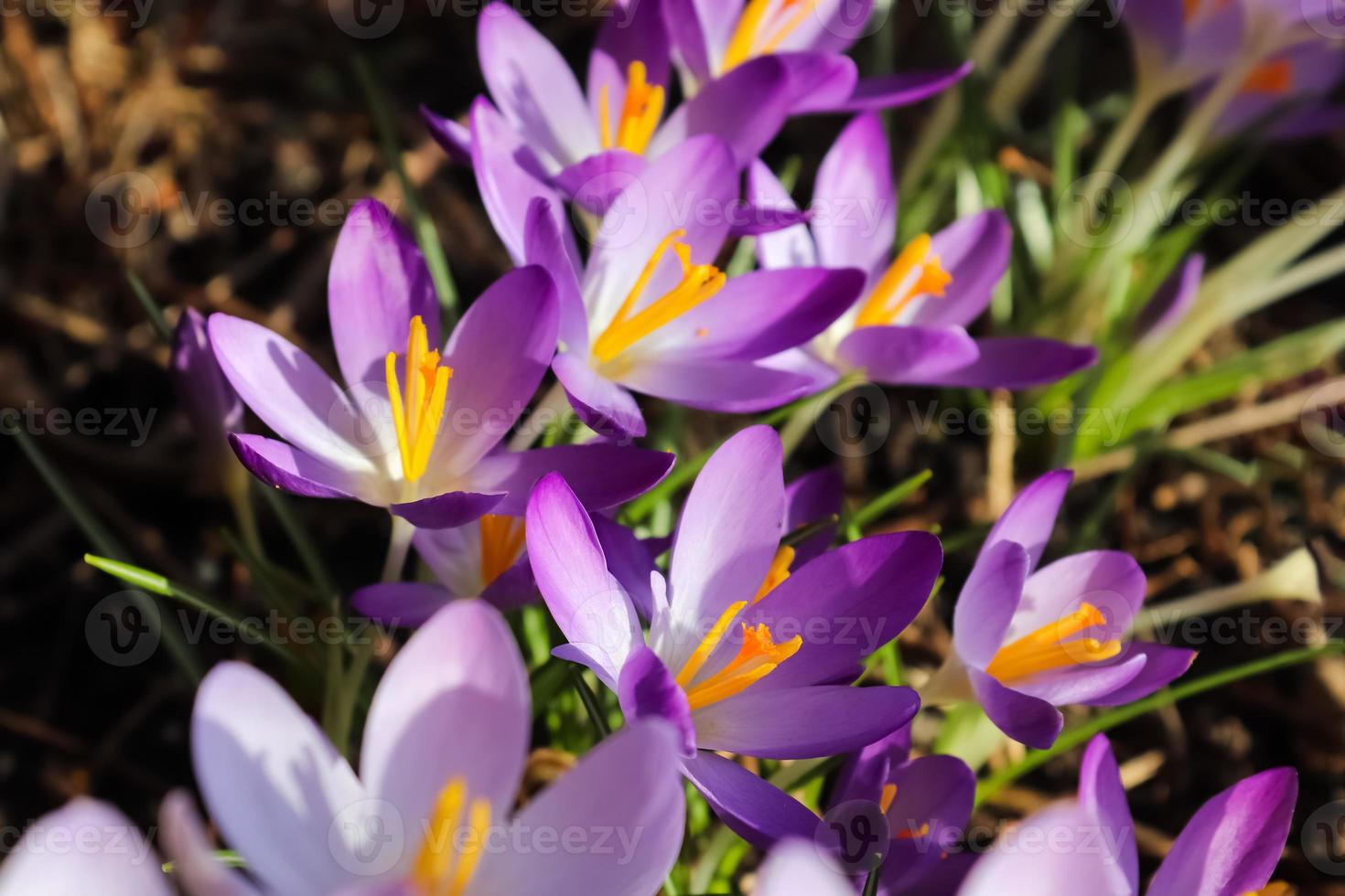 enfoque selectivo. azafrán púrpura que crece afuera. vista en la magia floreciente primavera flores crocus sativus foto