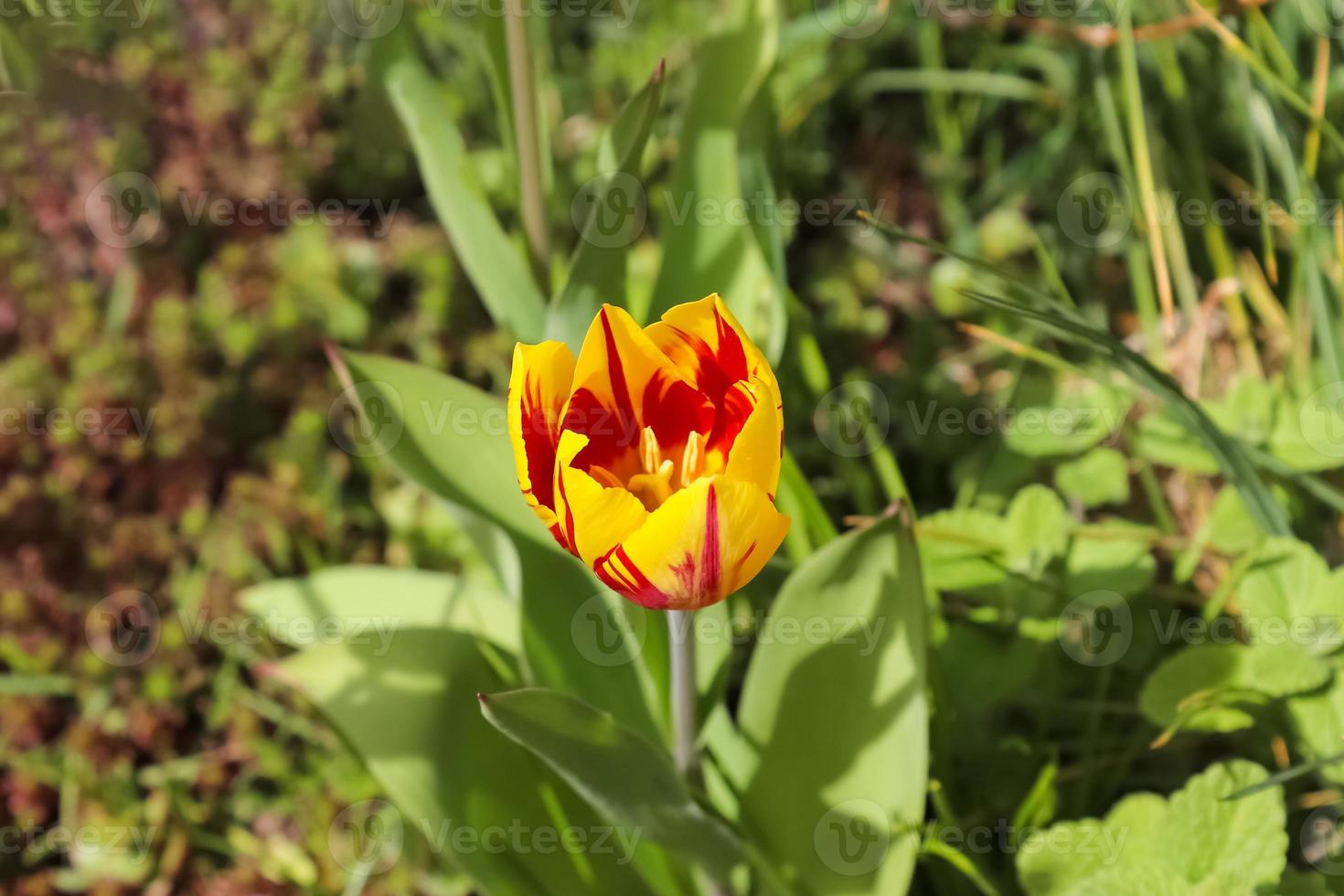 Single tulip flower in red orange and yellow color on a green background - selective focus. photo