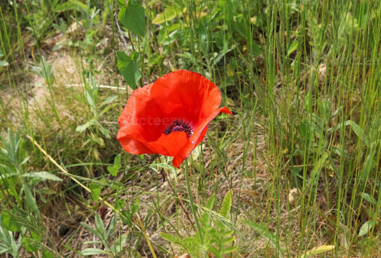 Beautiful red poppy flowers found in a green garden on a sunny day photo