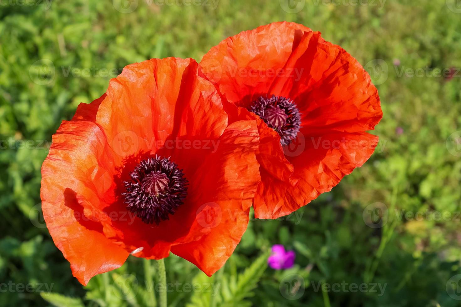Beautiful red poppy flowers found in a green garden on a sunny day photo