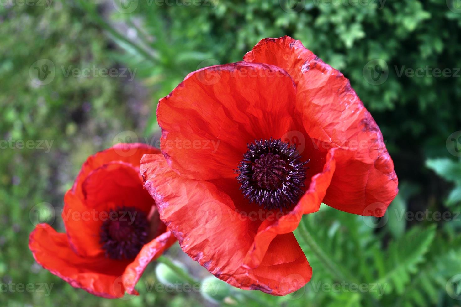 hermosas flores de amapola rojas encontradas en un jardín verde en un día soleado foto