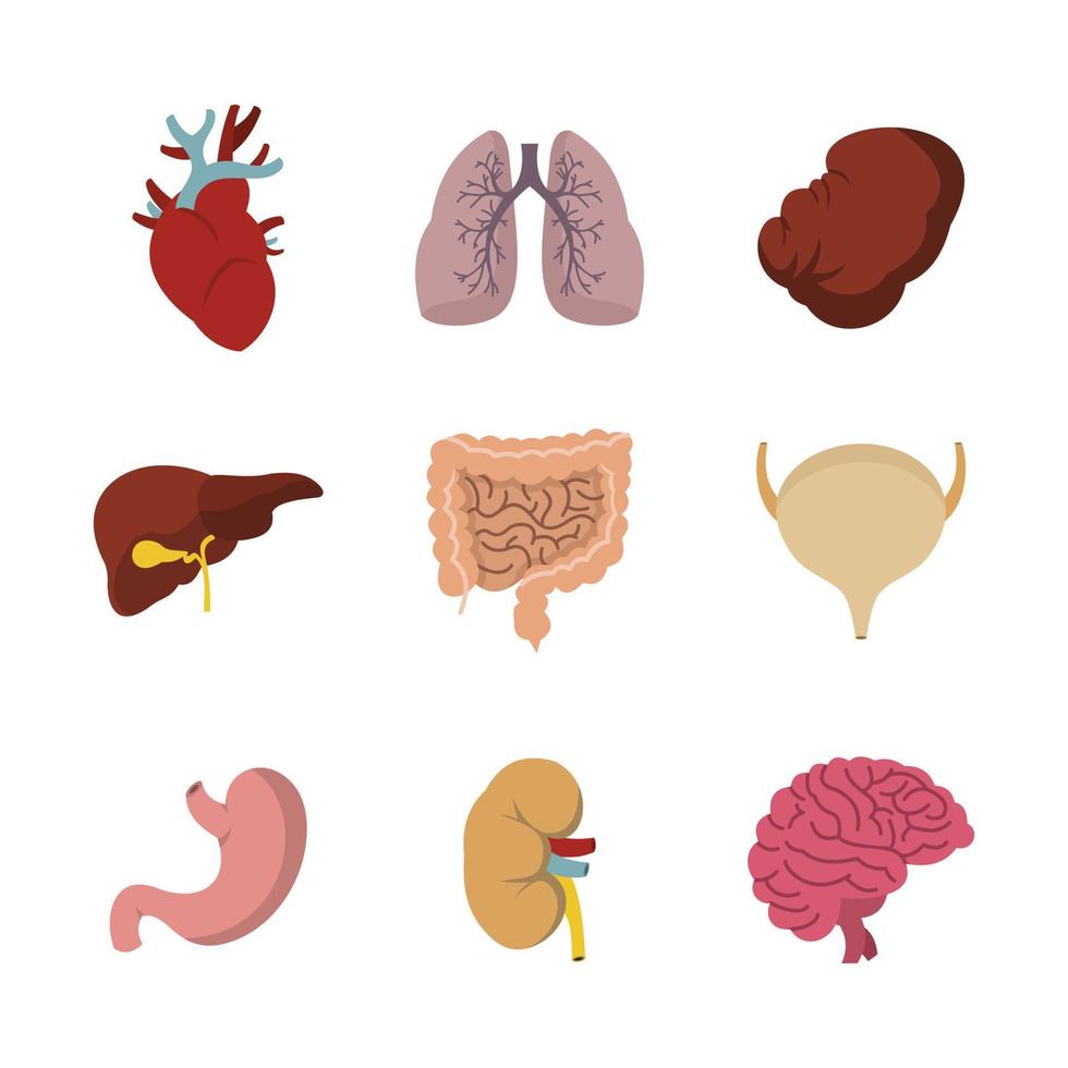 Human internal organ icon set, flat style vector