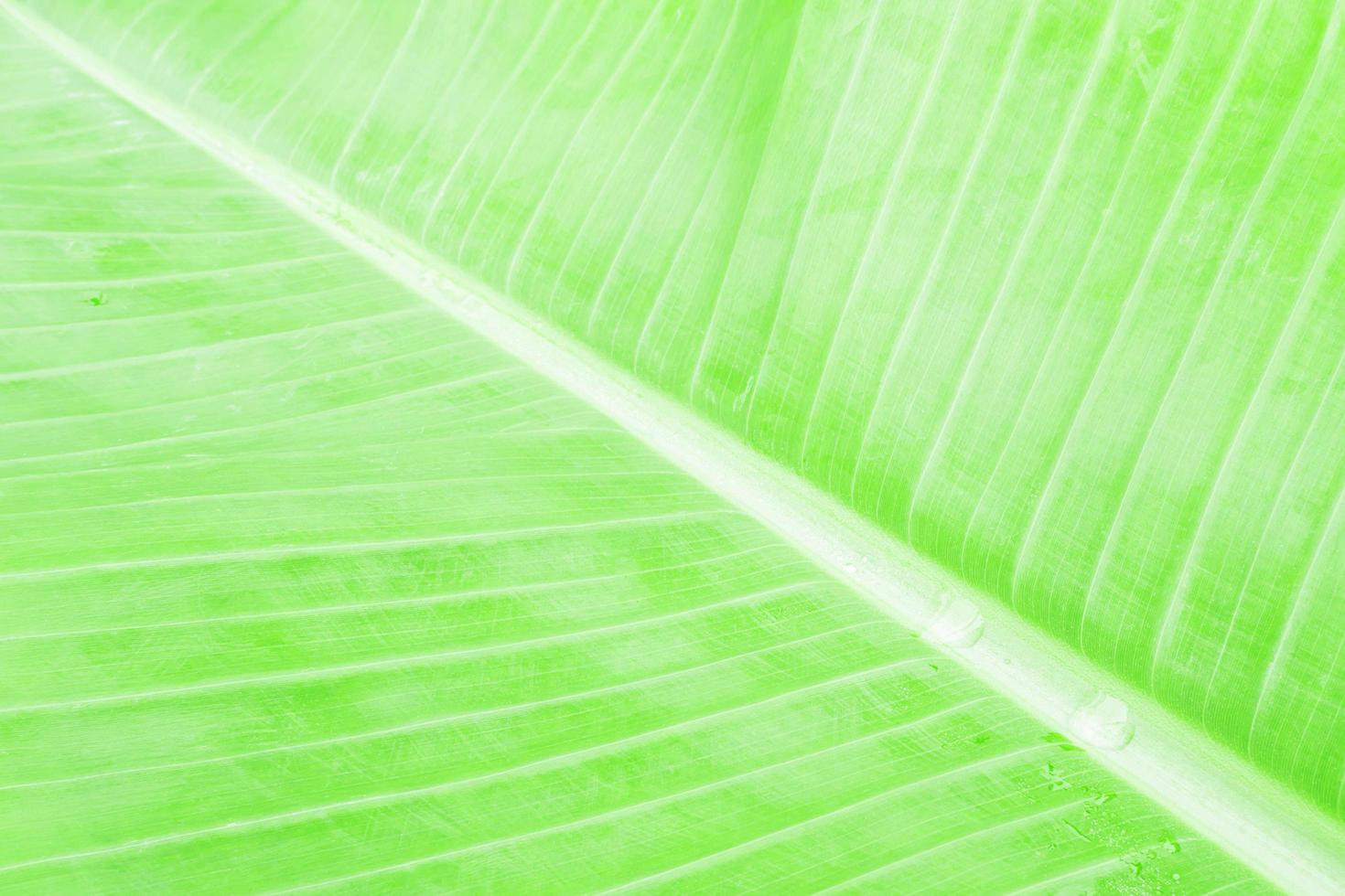 Green fresh banana leaf and stem  with drop of water for background use photo