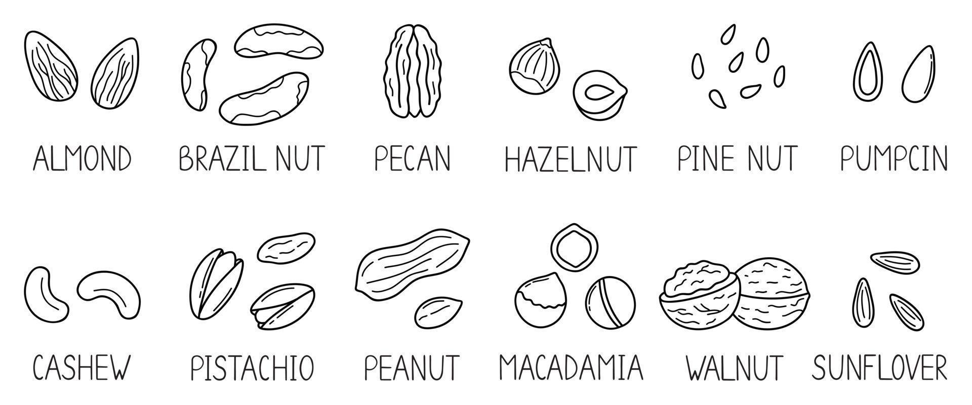 Hand drawn set of nuts and seeds doodle with titles. Almond, hazelnut, pistachio, macadamia, cashew, walnut in sketch style.  Vector illustration isolated on white background