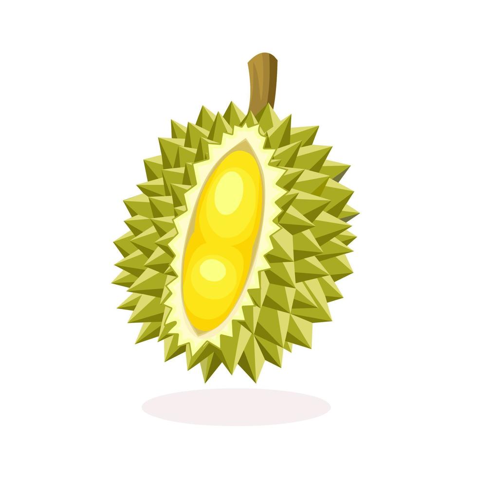 ilustración vectorial de una fruta duriana, aislada en un fondo blanco. vector